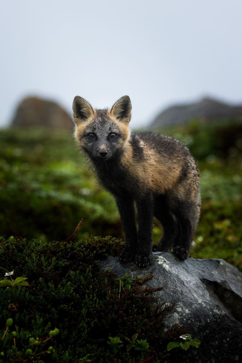 Photo de la série Renards