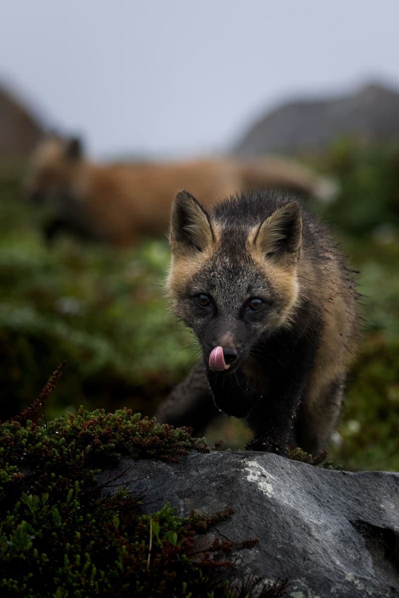 Photo de la série Renards
