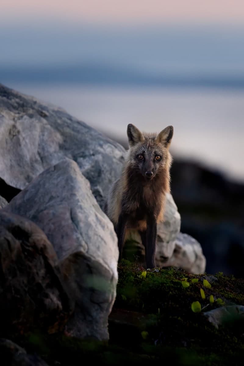 Photo de la série Renards