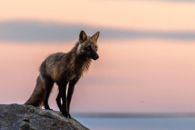 Photo de la série Renards