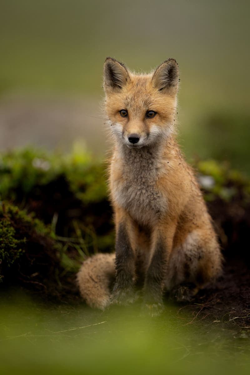 Photo de la série Renards