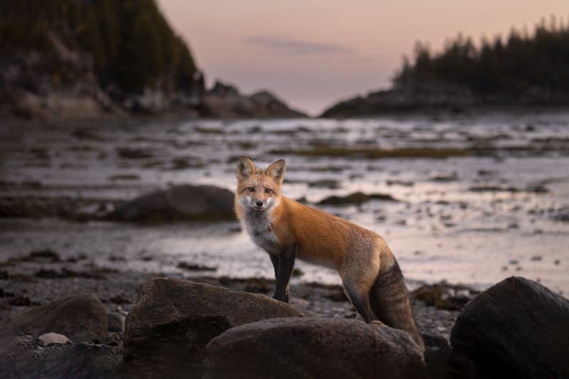 Photo de la série Renards
