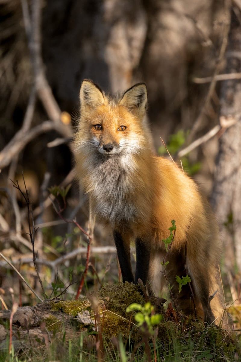 Photo de la série Renards