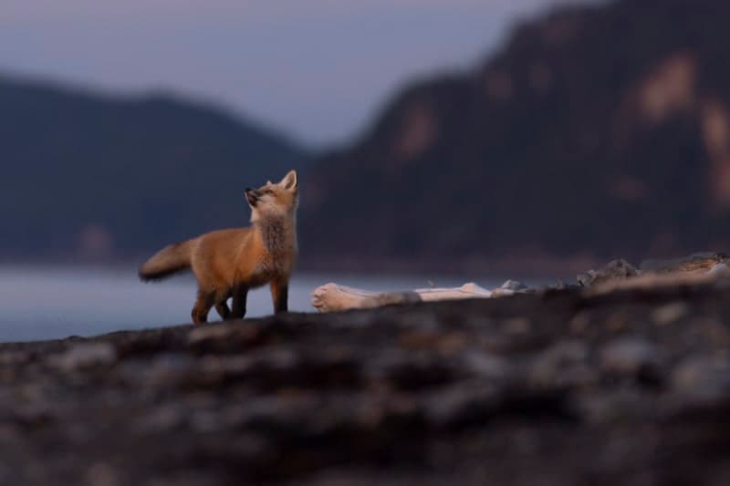 Photo de la série Renards