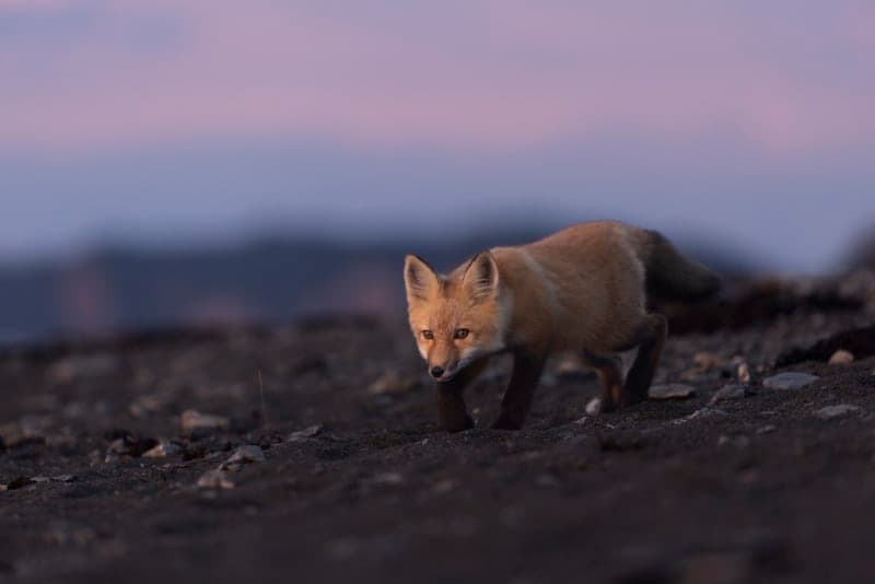 Photo de la série Renards