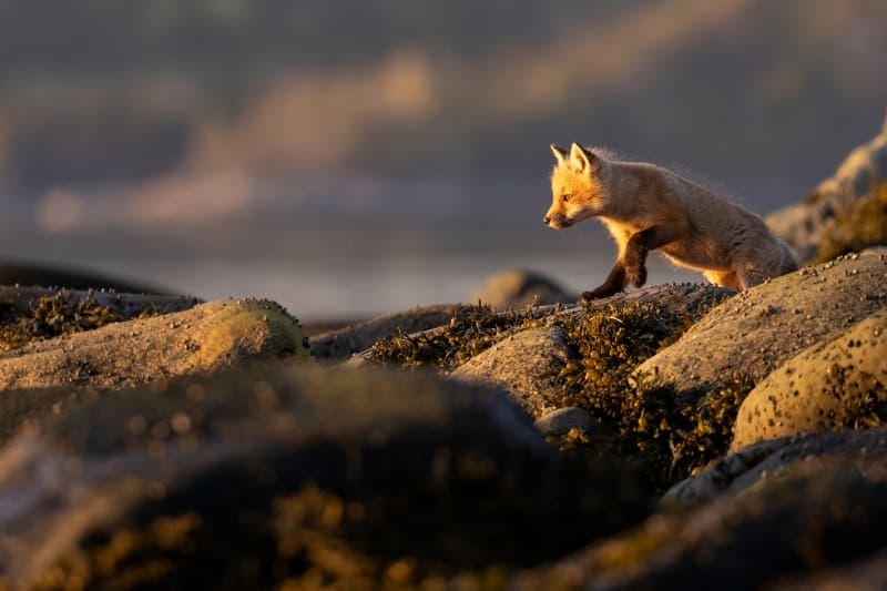 Photo de la série Renards