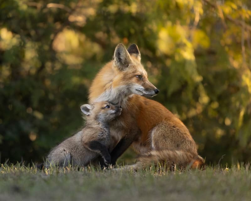 Photo de la série Renards