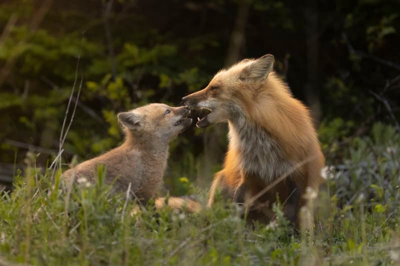 Photo de la série Renards