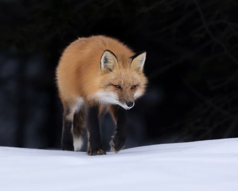 Photo de la série Renards