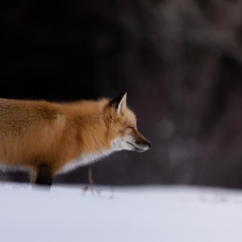 Photo de la série Renards