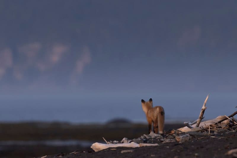 Photo de la série Renards