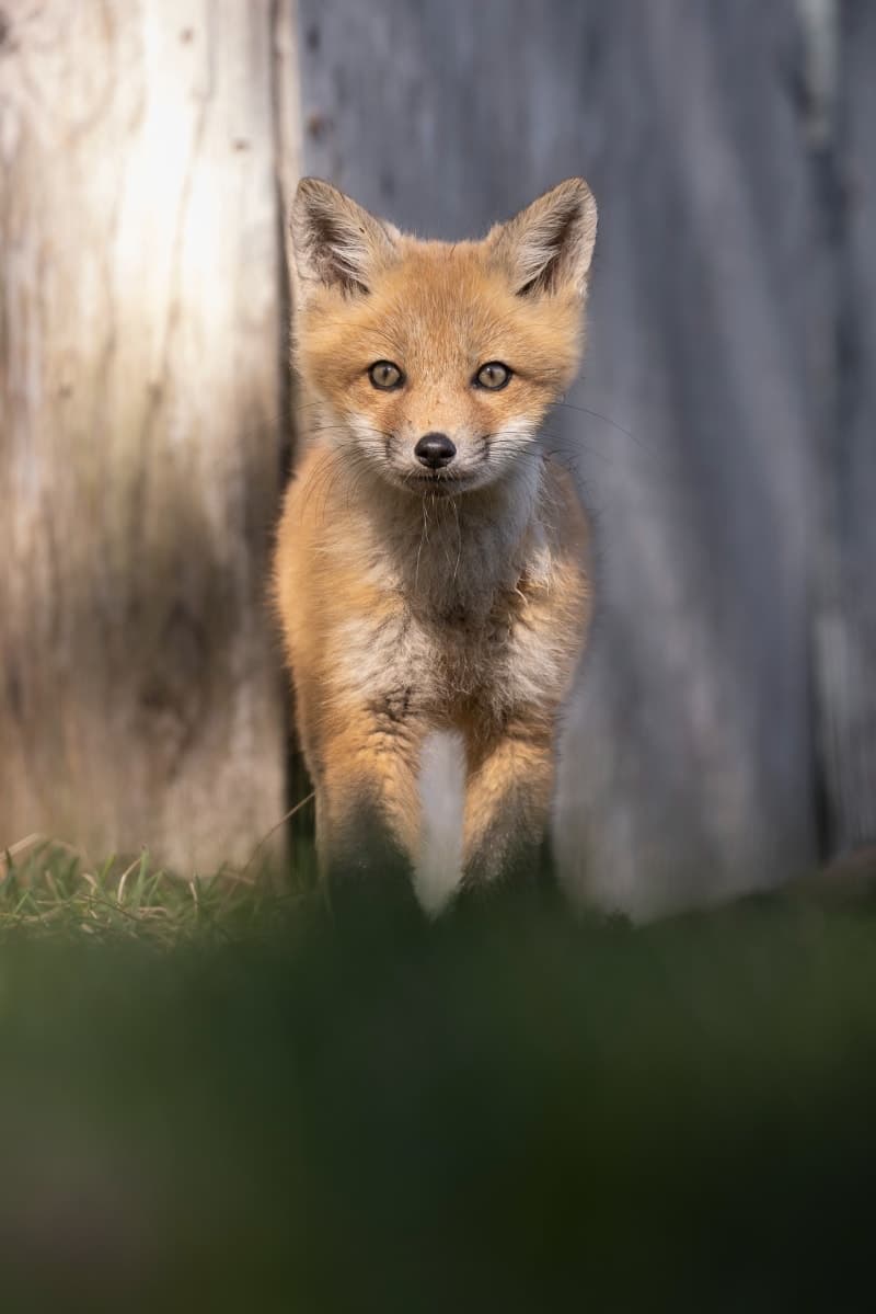 Photo de la série Renards
