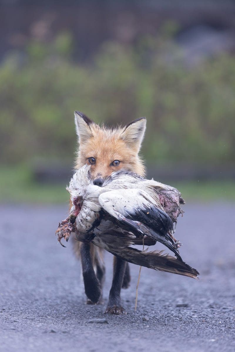 Photo de la série Renards