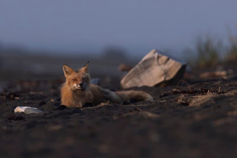 Photo de la série Renards