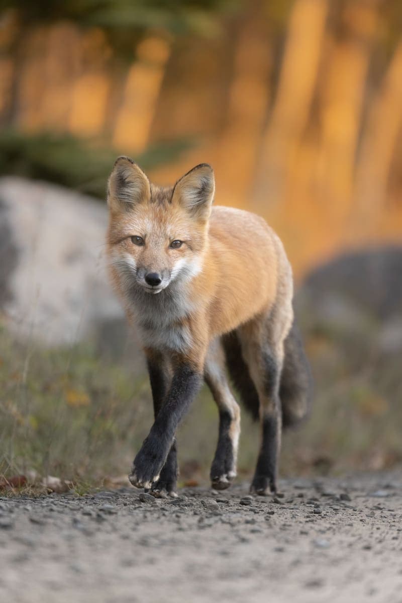Photo de la série Renards