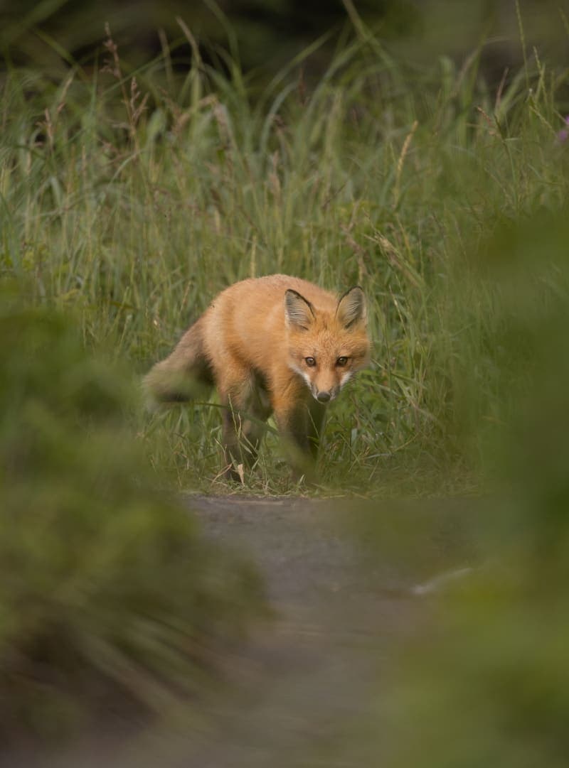 Photo de la série Renards