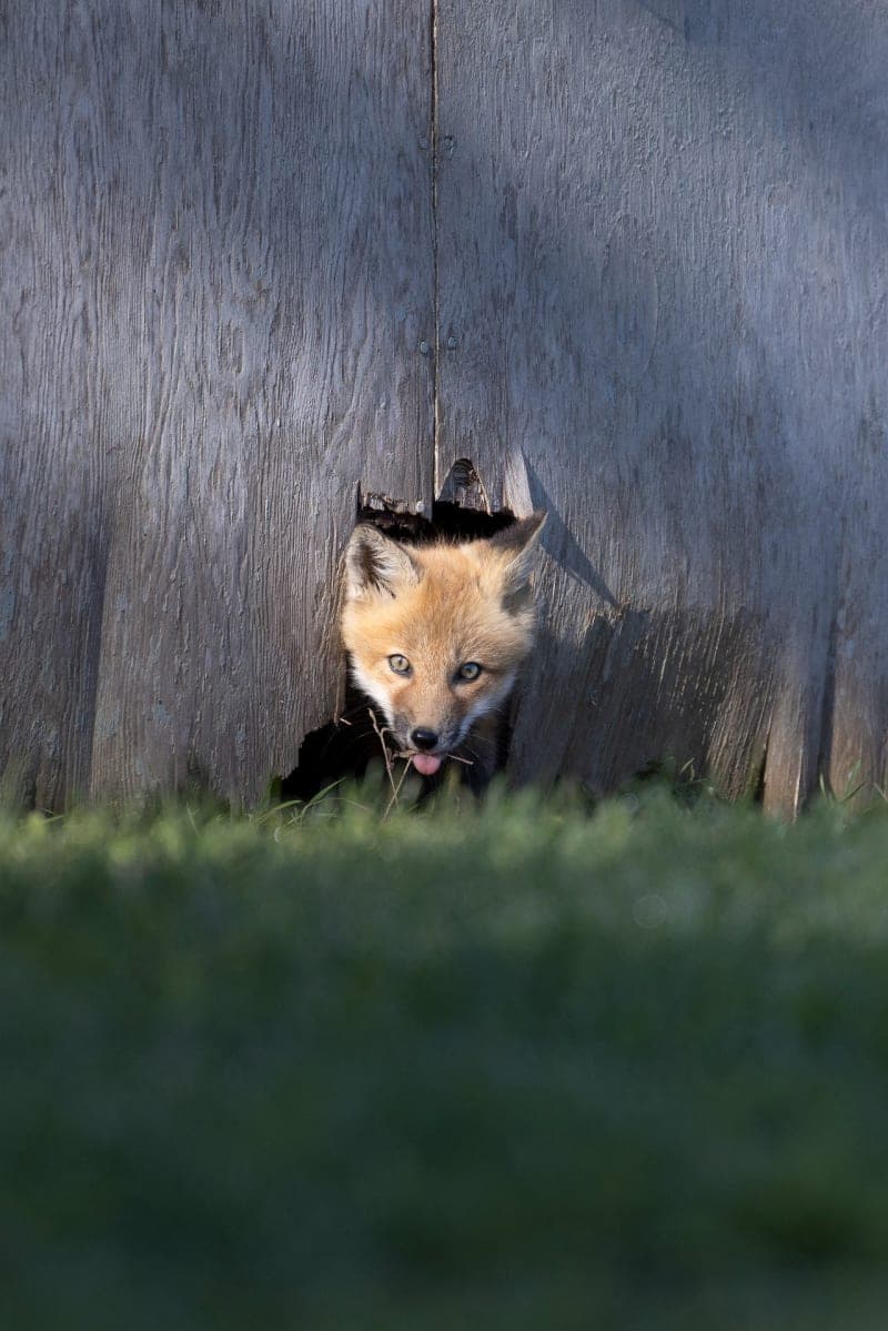 Photo de la série Renards