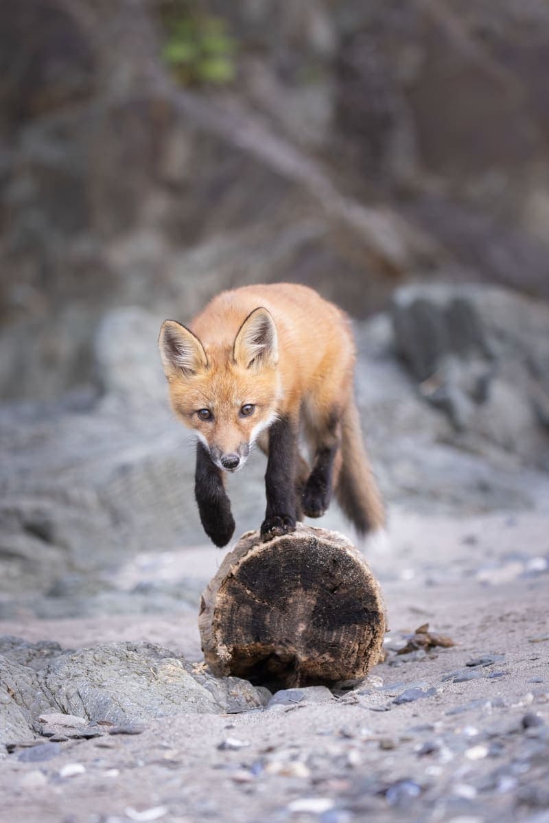Photo de la série Renards