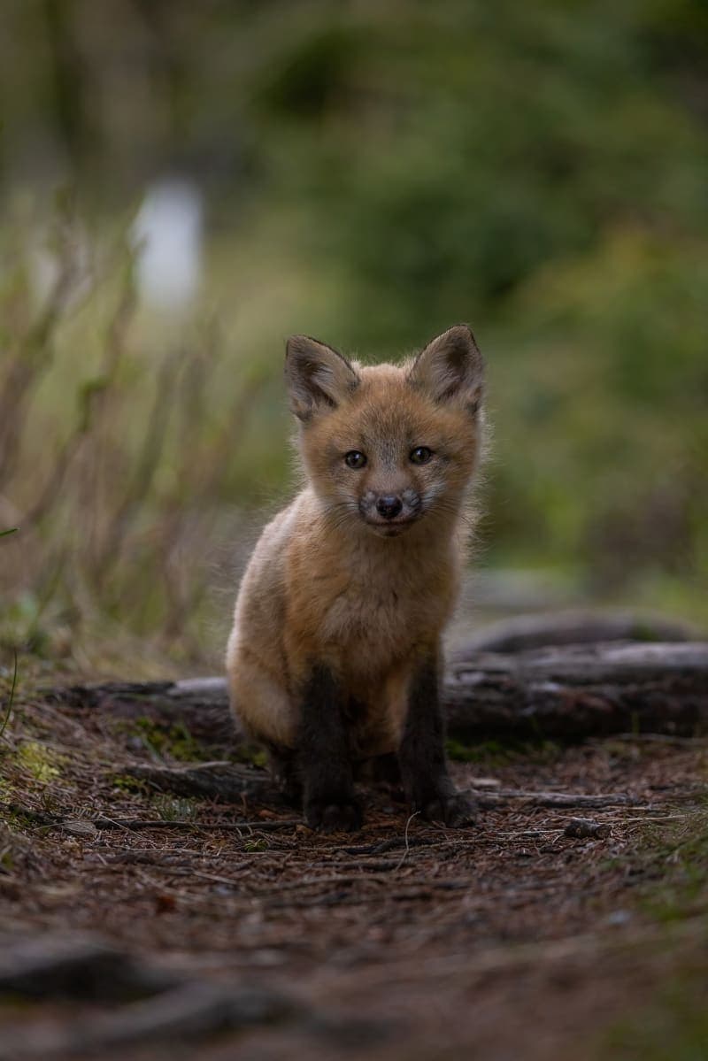 Photo de la série Renards