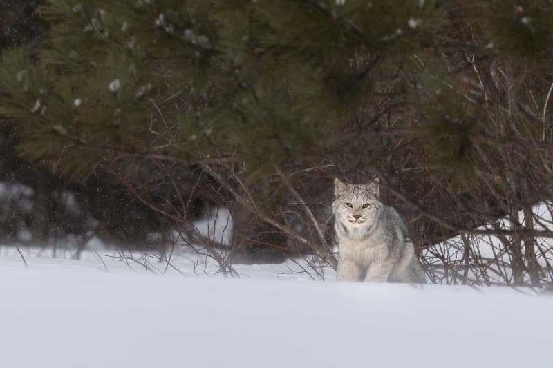 Photo de la série Lynx